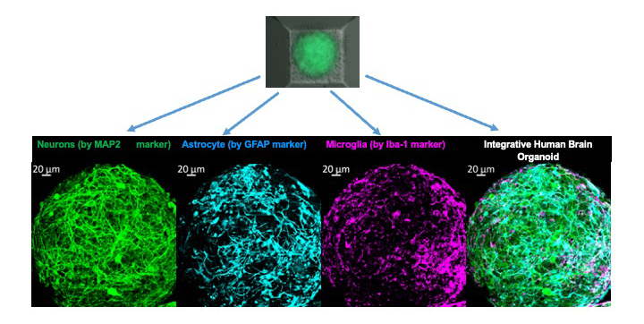 Representative images showing how the organoid looks in the petri dish, along with the morphology of each cell type within the organoid.