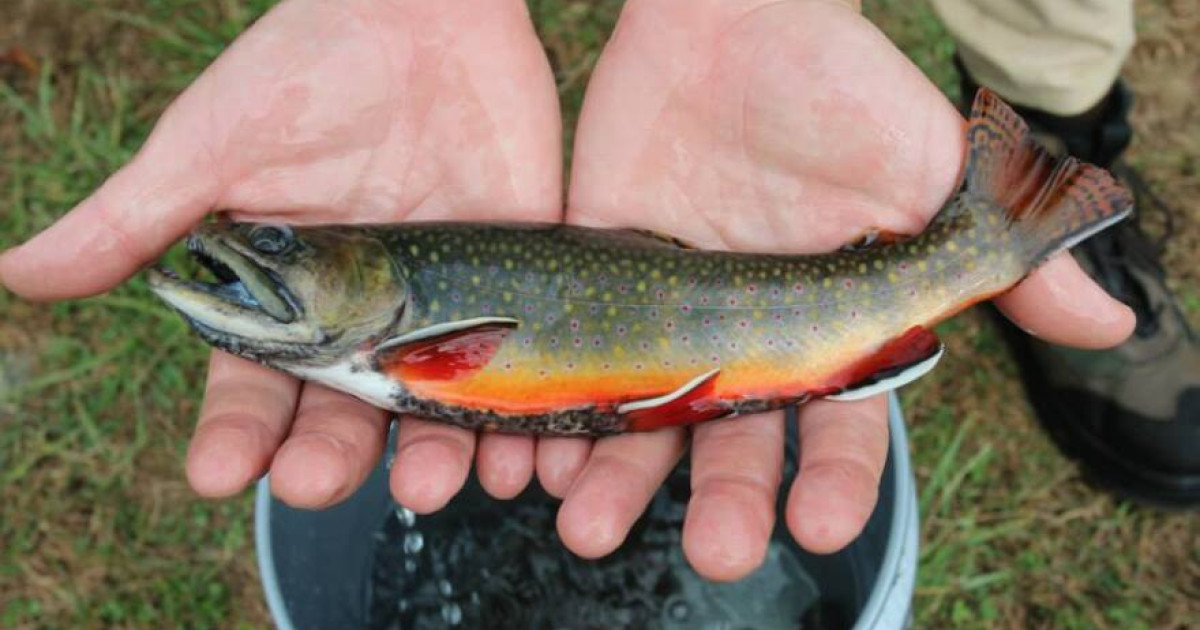 Fish-ial Recognition Software Aims to Protect Trout — School of
