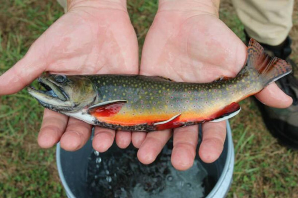 person holding an Appalachian brook trout in both hands over bucket of water