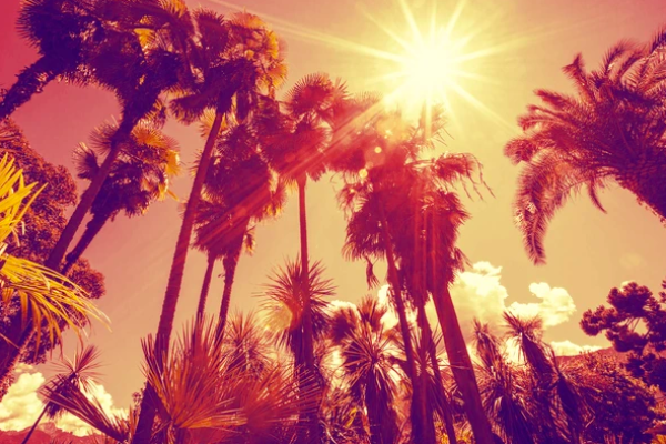 Tonal California image upward toward bright sun with palm trees