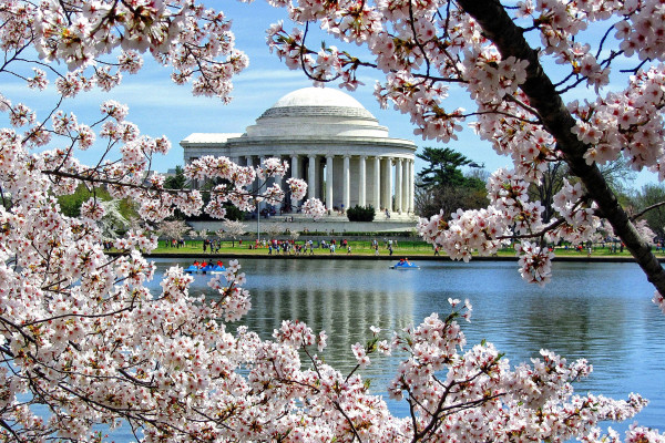 Jefferson Memorial Cherry