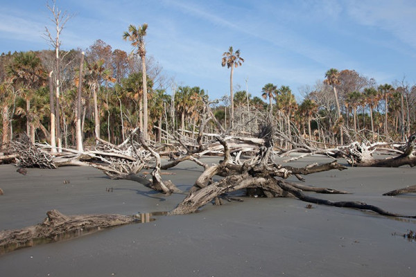 Photo of a "ghost forest" coastal ecosystem. 